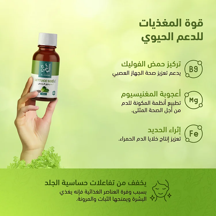 Lettuce Seed Oil Arabic (4) زيت الخس - الصورة 5